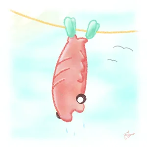 干しアノマロカリスのイラスト