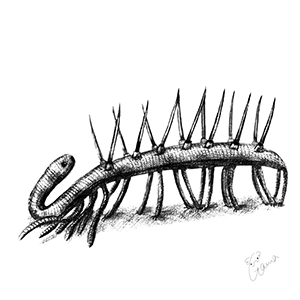 ハルキゲニアの鉛筆イラスト
