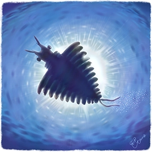 アンプレクトベルアのイラスト