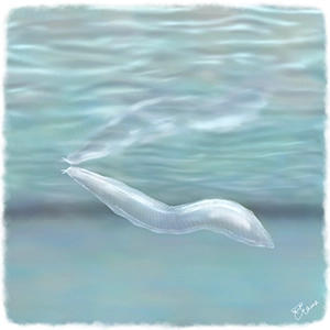 ピカイアのイラスト