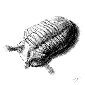 アサフス・コワレフスキー(三葉虫)の鉛筆イラスト