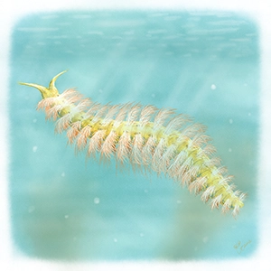 カナディアのイラスト