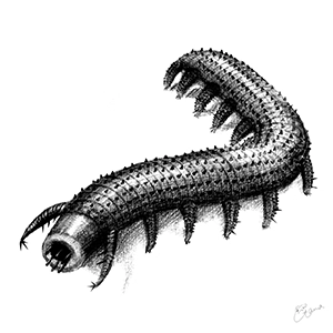 アユシェアイアの鉛筆イラスト