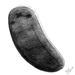 オドントグリフスの鉛筆イラスト