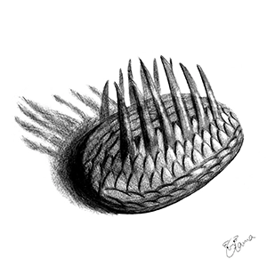 ウィワクシアの鉛筆イラスト
